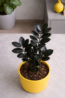 ZZ Plant Raven