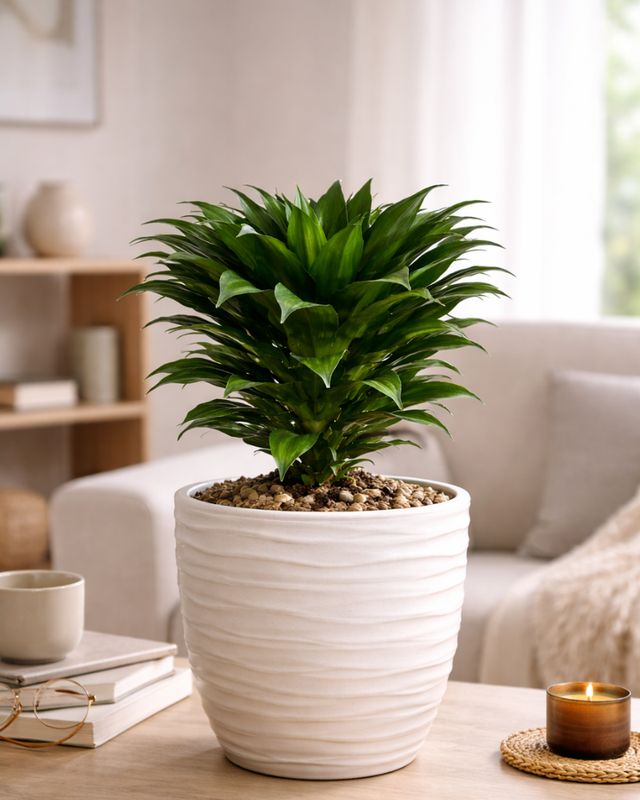Corn Plant - Compacta