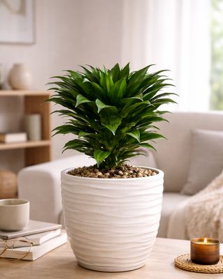 Corn Plant - Compacta Corn Plant - Compacta