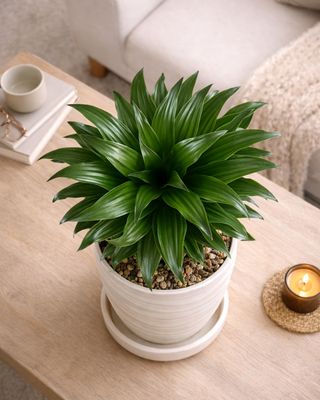 Corn Plant - Compacta