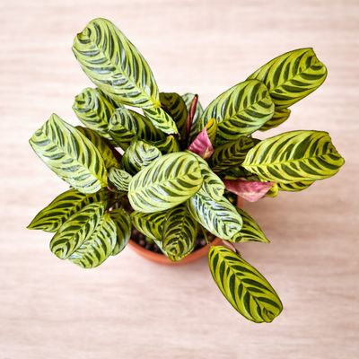 Fishbone prayer plant
