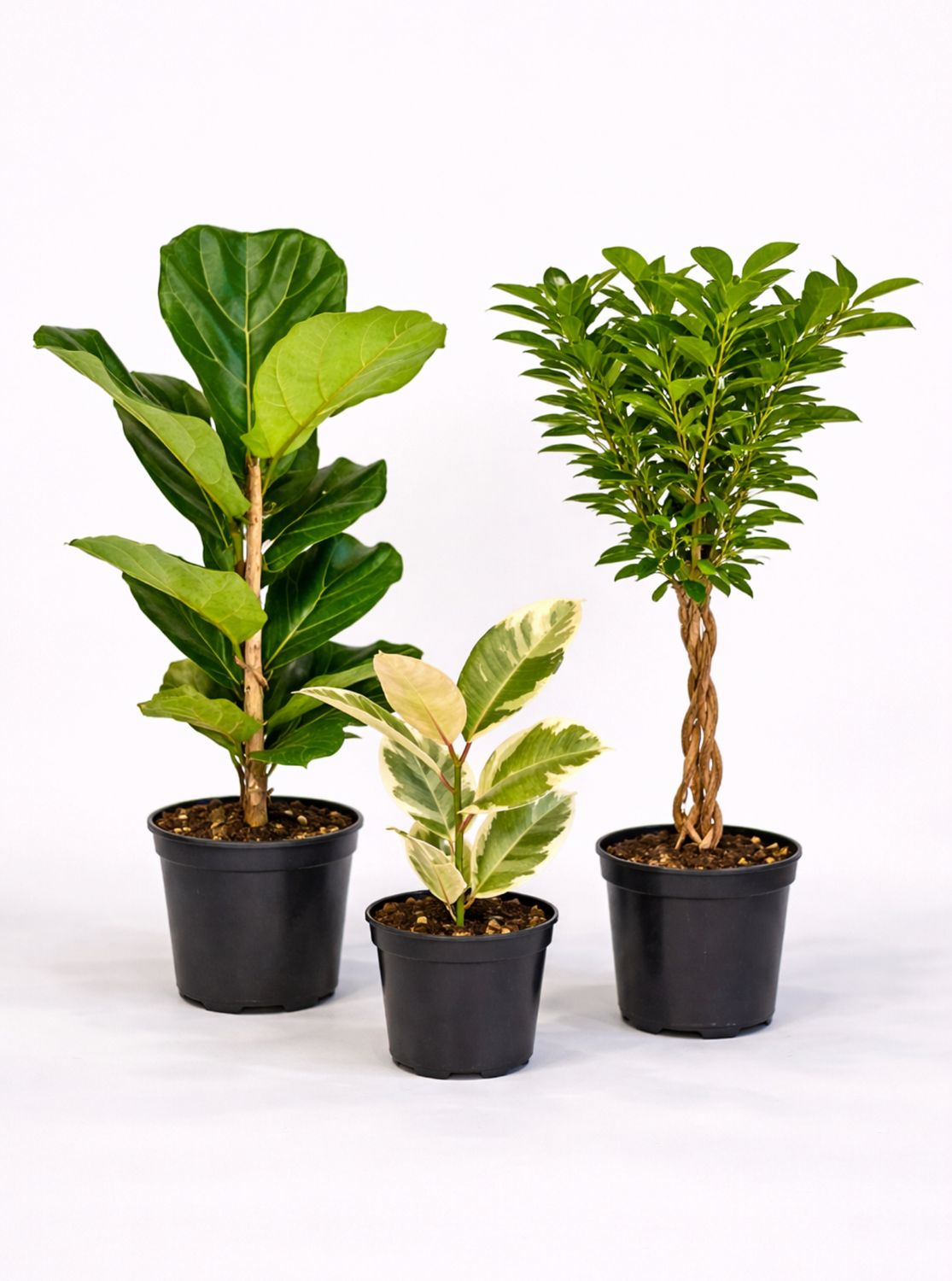 Ficus trio