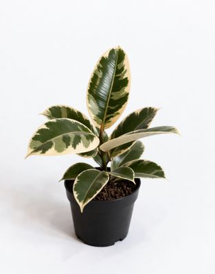 Ficus trio