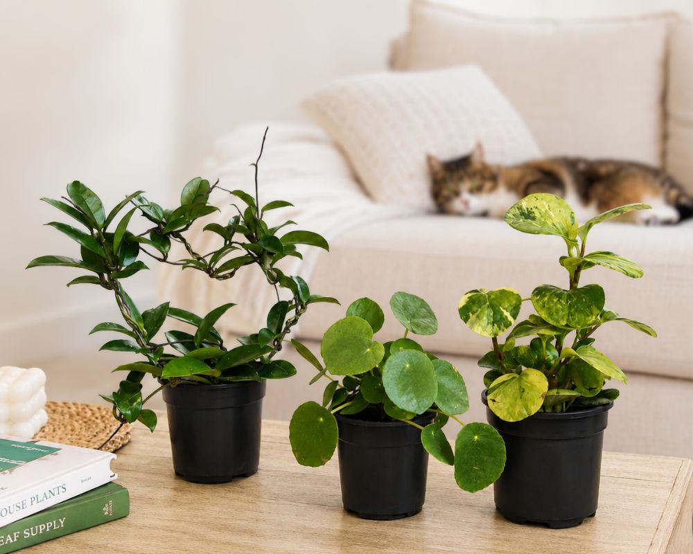 Pet safe bundle