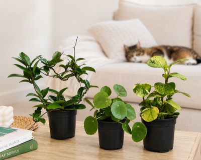Pet safe bundle Pet safe bundle