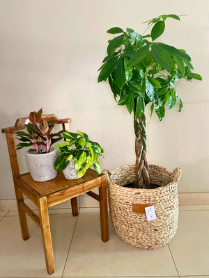 Money Tree XL