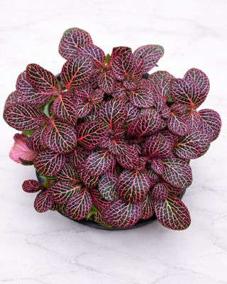 Mosaic Plant Trio