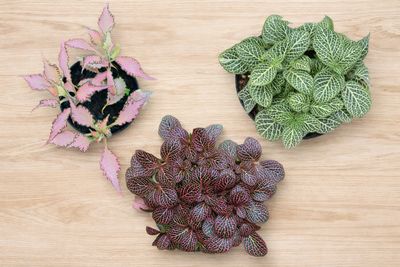 Mosaic Plant Trio