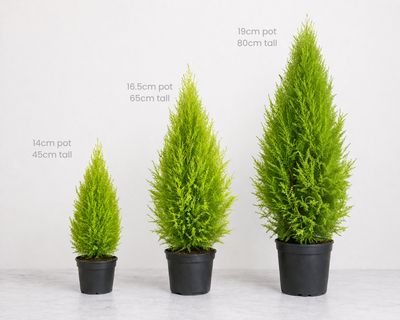 Lemon Cypress