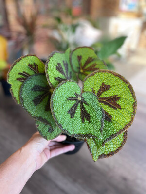 Iron Cross Begonia