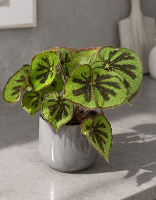 Iron Cross Begonia