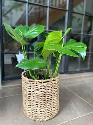 Delicious Monster (L)