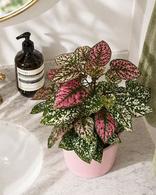 Polka dot plants