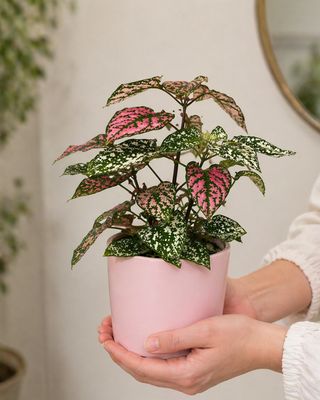 Polka dot plants