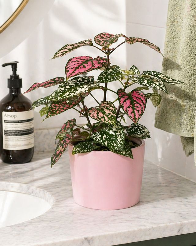 Polka dot plants
