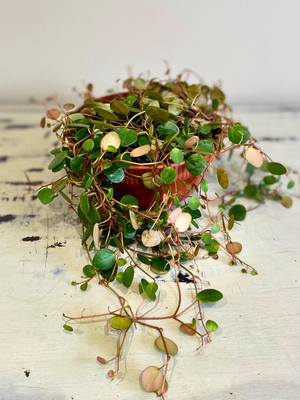 String of Coins