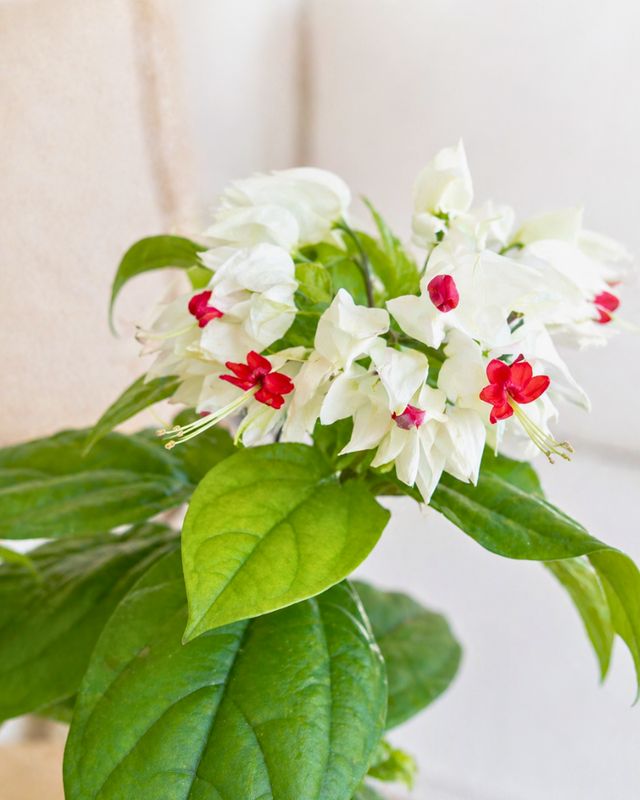 Bleeding heart