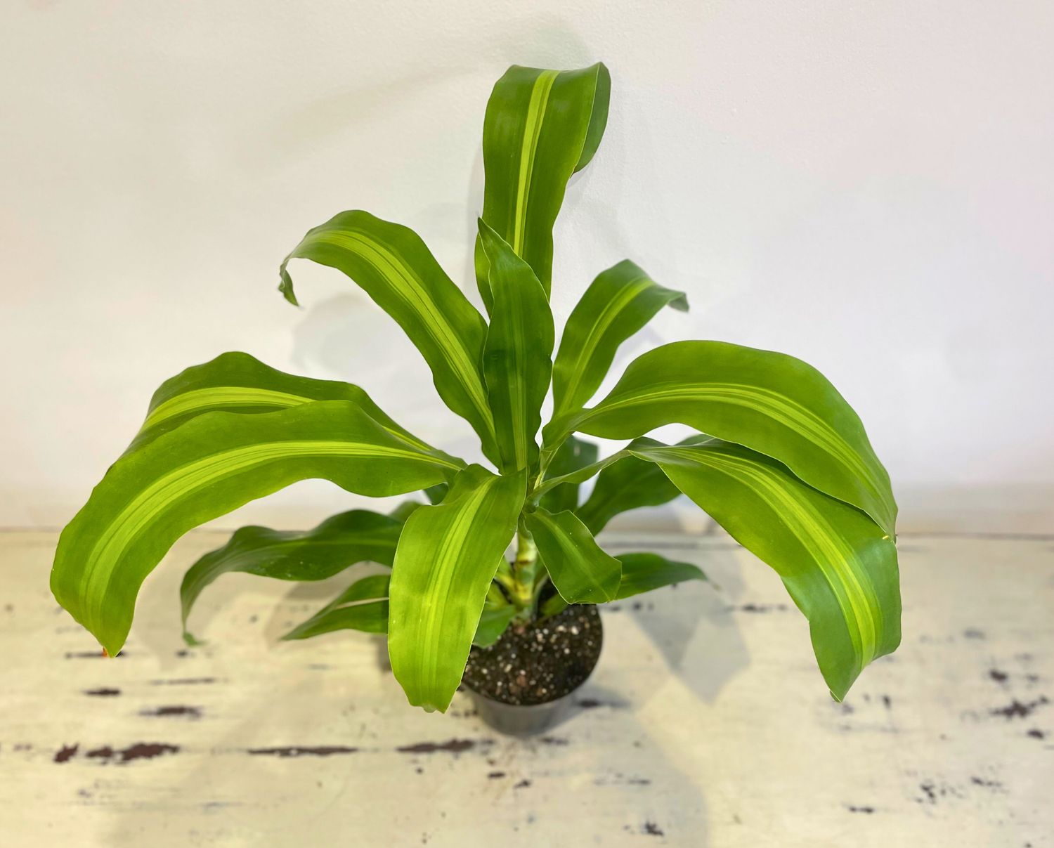 Golden heart corn plant