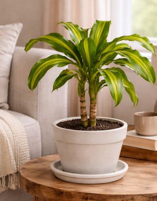 Golden heart corn plant