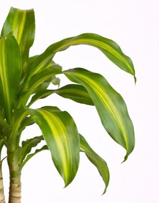Golden heart corn plant
