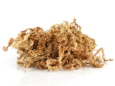 Chilean Sphagnum Moss