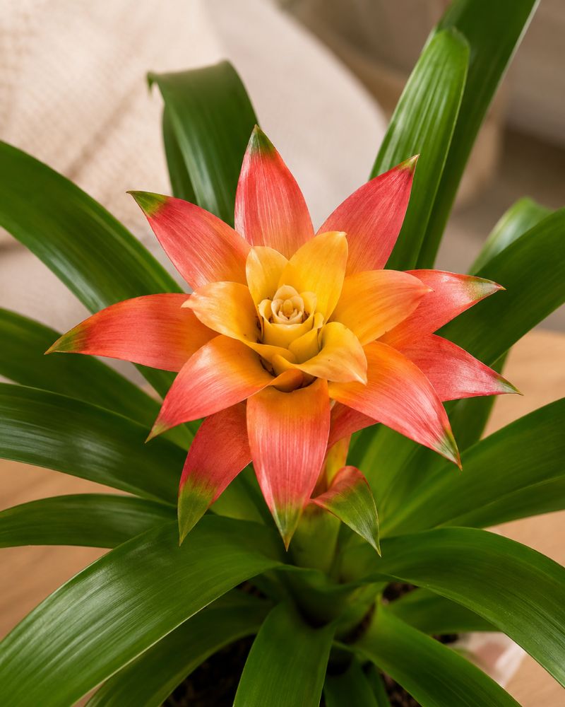 Scarlet star bromeliad Scarlet star bromeliad