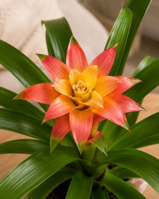 Scarlet star bromeliad