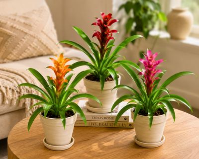 Scarlet star bromeliad