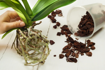 Orchid planting mix