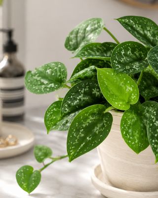 Satin pothos