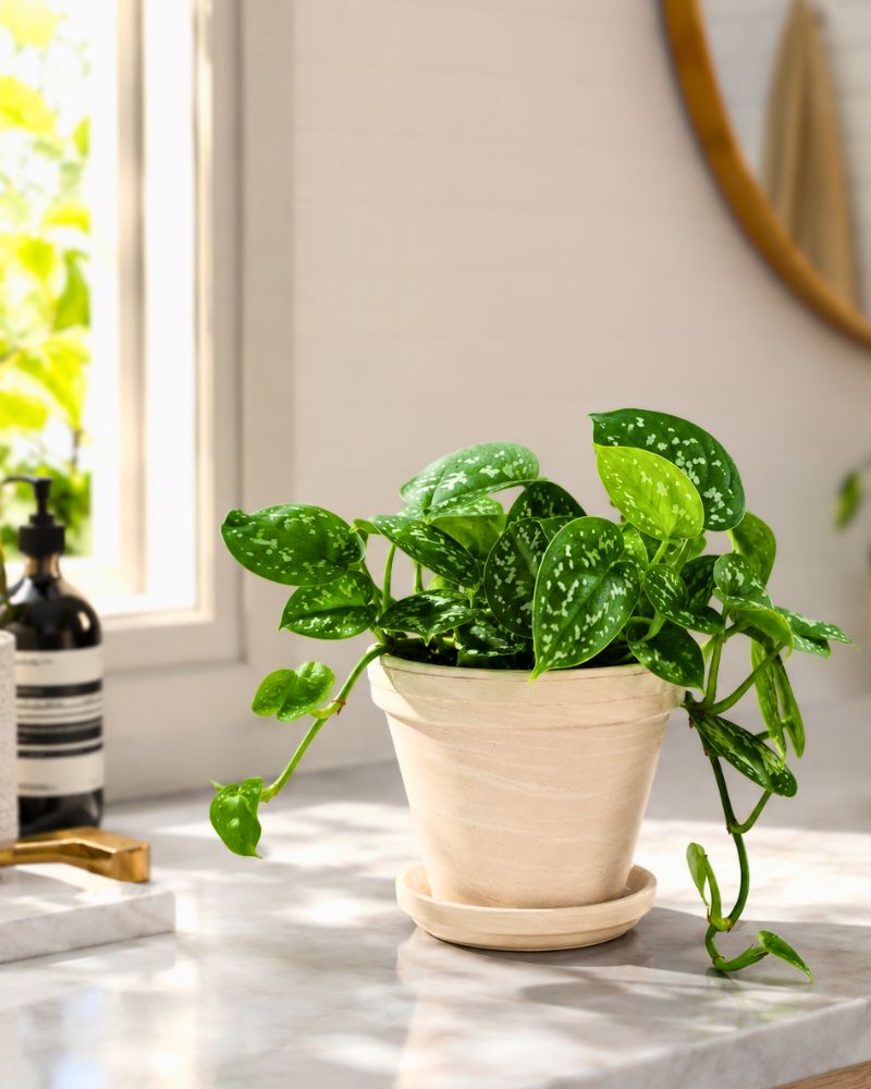 Satin pothos