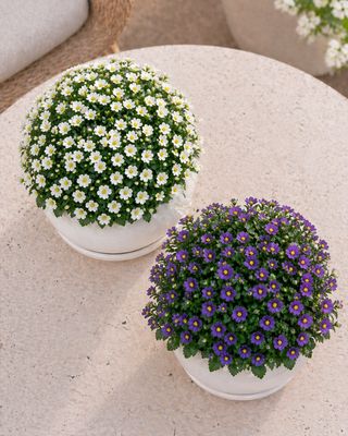Persian Violet