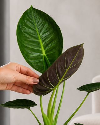 Regal shield Elephant ears