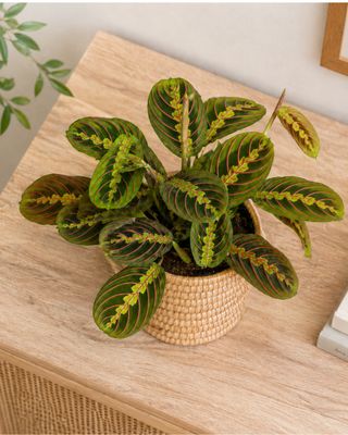 Prayer Plant tri-colour