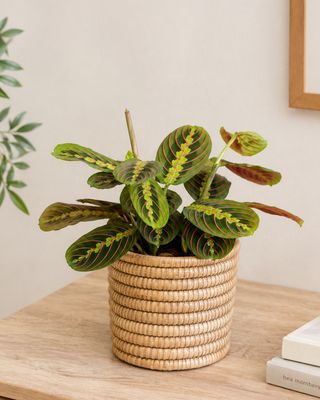 Prayer Plant tri-colour