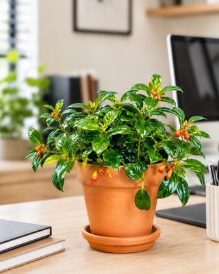 Striped Goldfish Plant
