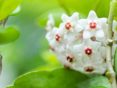 Wax Plant
