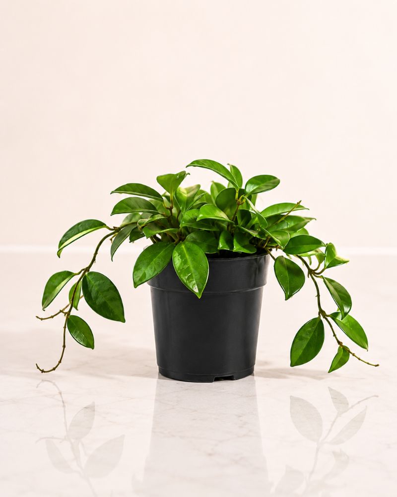 Wax Plant Wax Plant, Choose your size and pot: 14cm Nursery pot