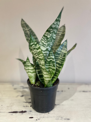 Snake Plant variegated