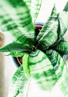 Snake Plant variegated Snake Plant variegated