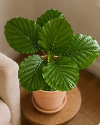 Umbrella fig