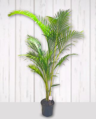 Bamboo Palm Large