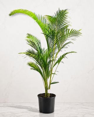 Bamboo Palm Large