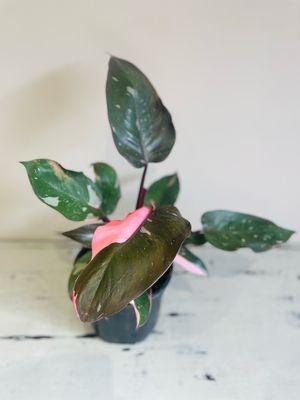 Philodendron Pink Princess
