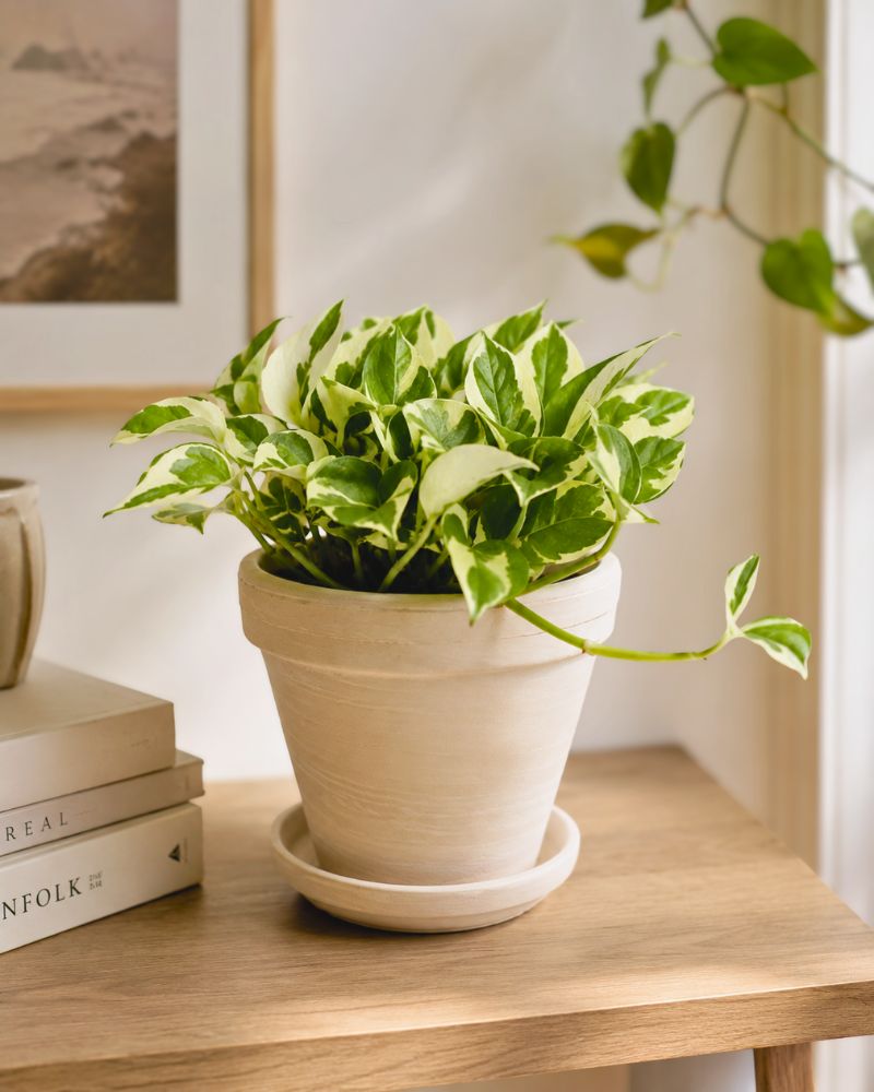 Pothos N'Joy Pothos N'Joy