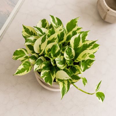 Pothos N'Joy