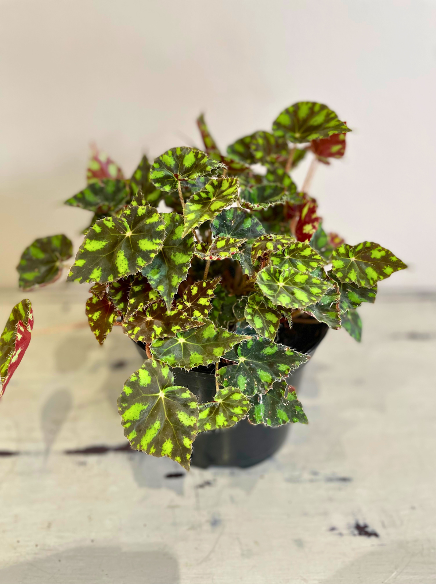 Tiger paw Begonia