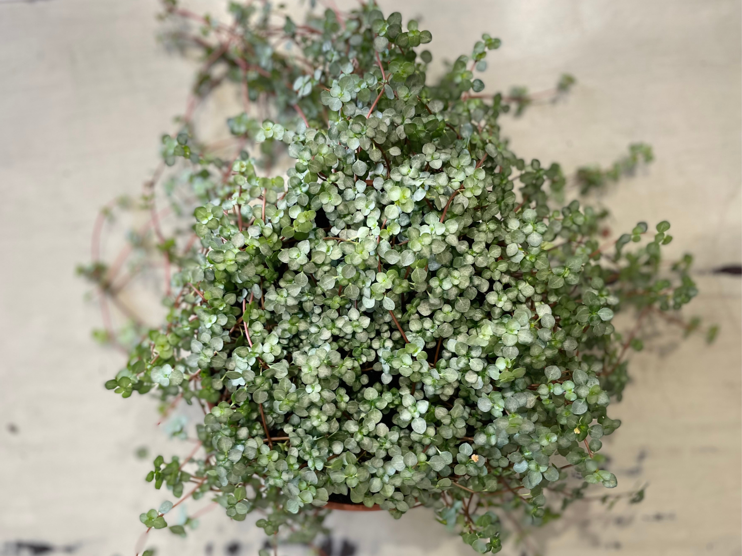 Silver sparkle Pilea