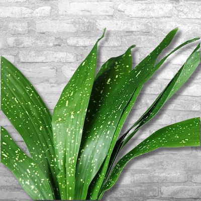 Milky way cast-iron plant Milky way cast-iron plant