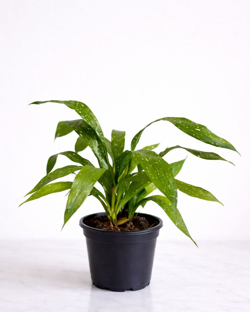 Milky way cast-iron plant, Choose your pot and size: 14cm Standard nursery pot